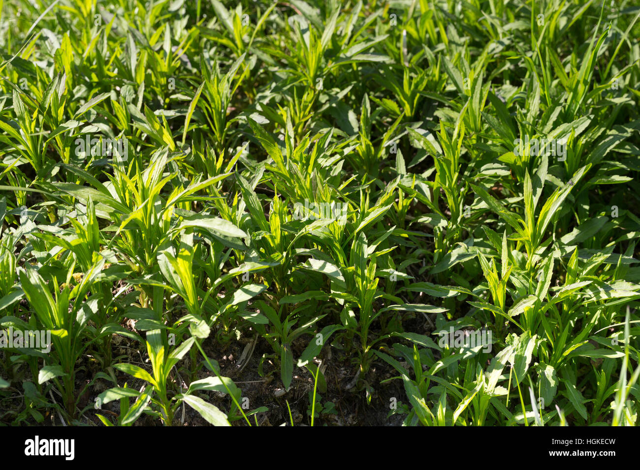 Kanadische Goldrute, Blatt, Blätter, Solidago canadensis, Canada Oro Foto Stock