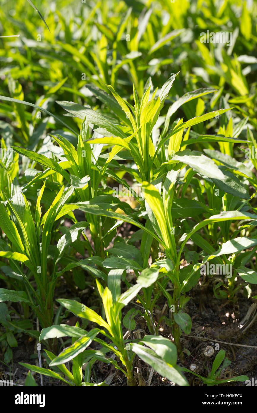 Kanadische Goldrute, Blatt, Blätter, Solidago canadensis, Canada Oro Foto Stock