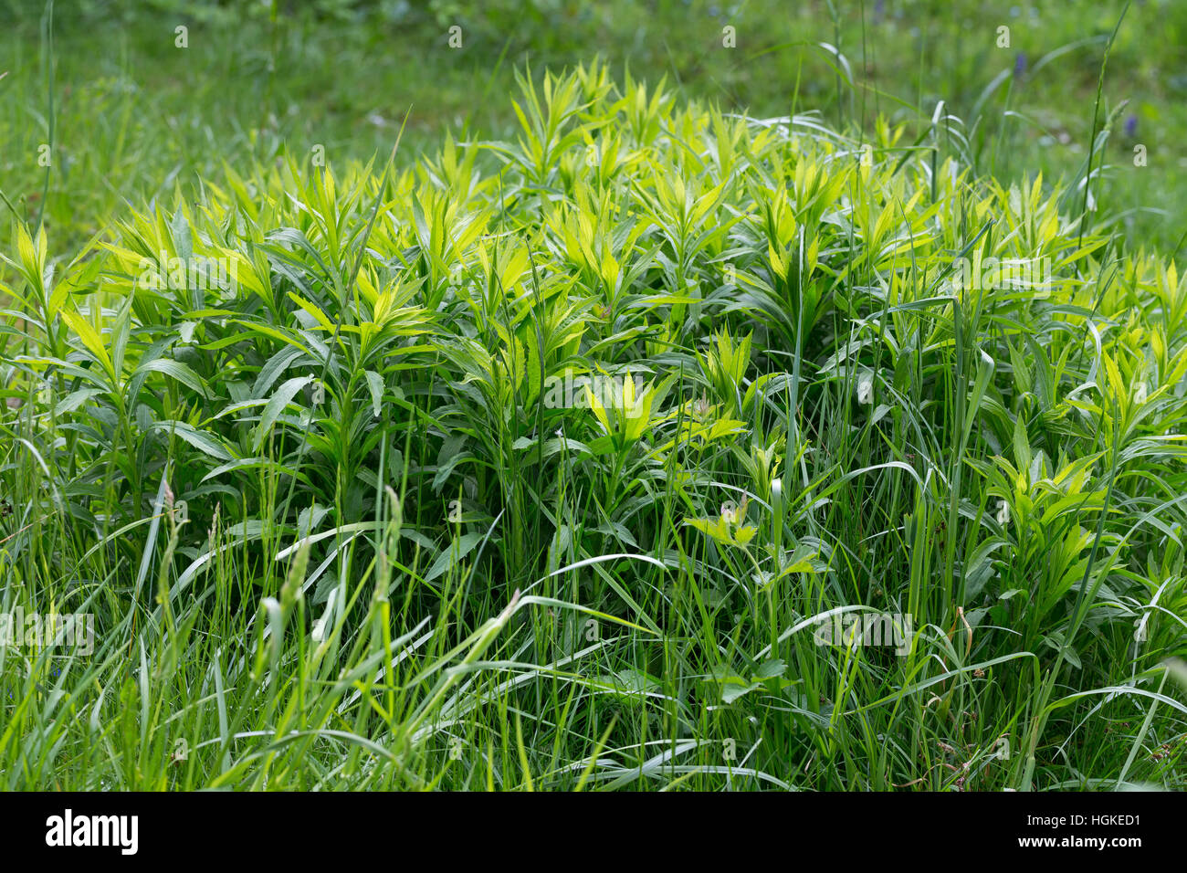 Kanadische Goldrute, Blatt, Blätter, Solidago canadensis, Canada Oro Foto Stock