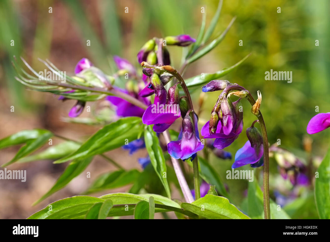 Frühlings-Platterbse im Frühling - molla o pisello Lathyrus vernus è in fiore nel giardino Foto Stock