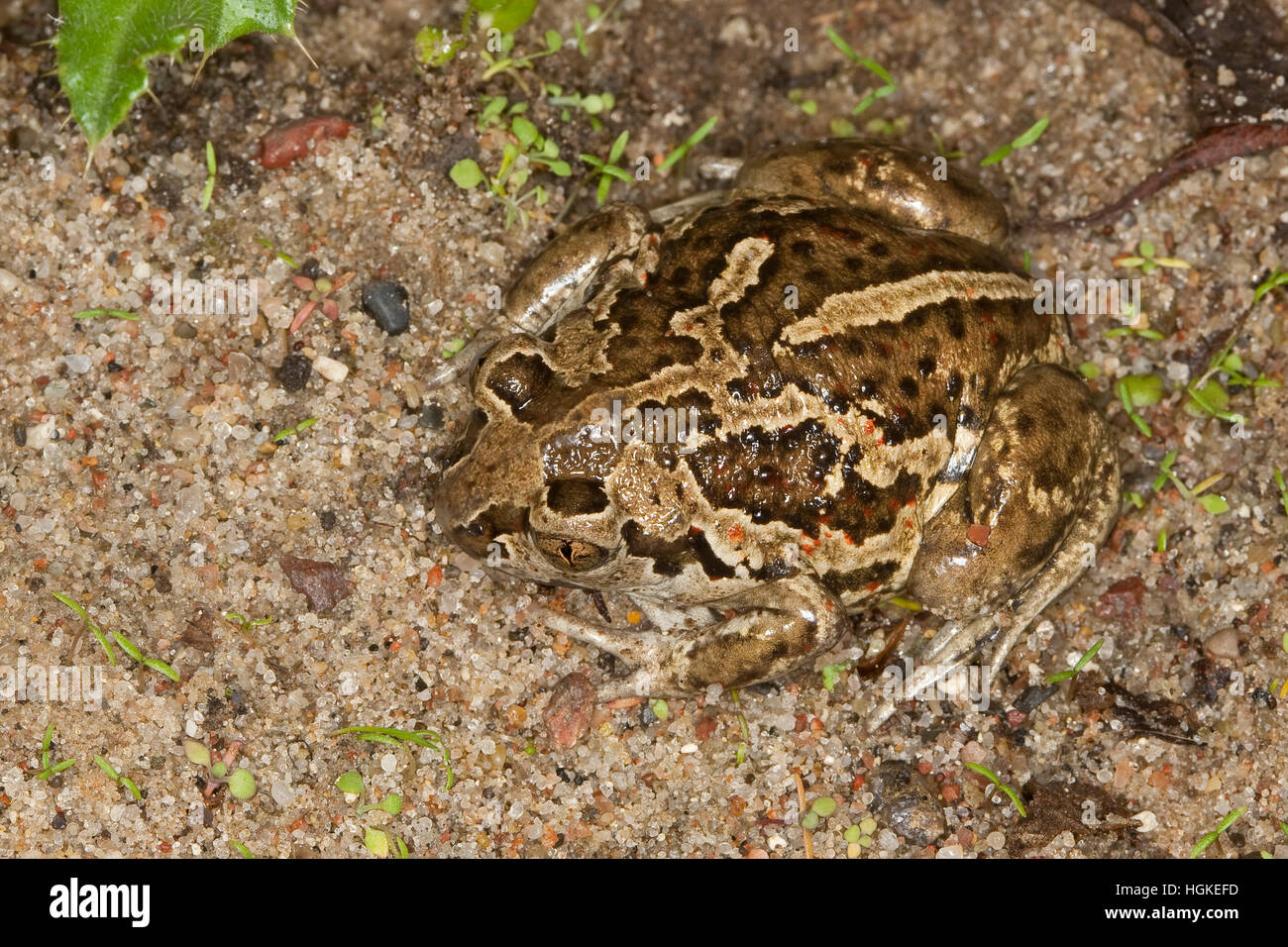 Knoblauchkröte, Knoblauch-Kröte, Kröte, Pelobates fuscus, comune spadefoot, aglio toad, Schaufelkröte, Krötenfrosch Foto Stock