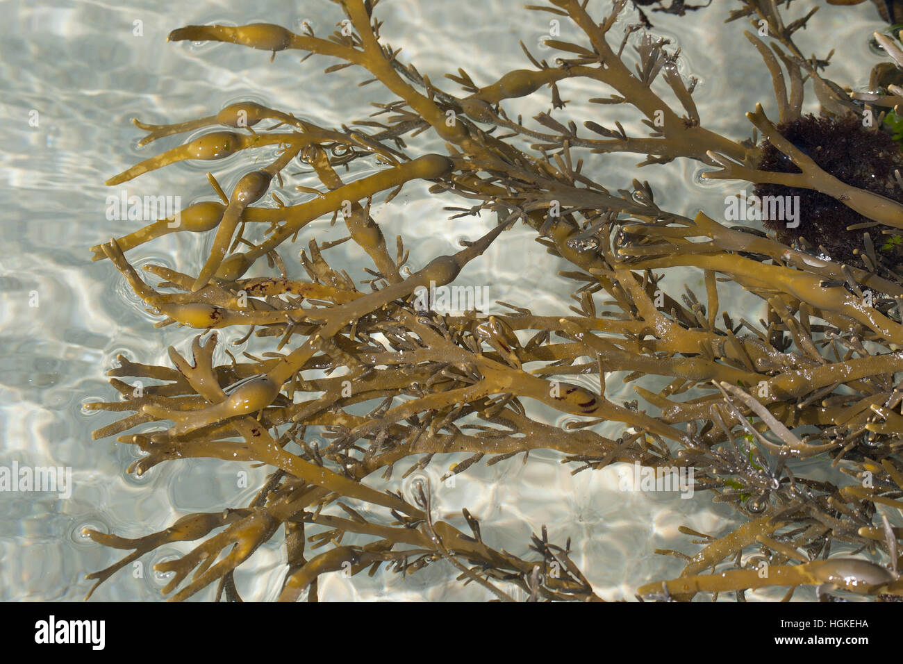 Knotentang, Knoten-Tang, Ascophyllum nodosum, Ascophylla nodosa, rockweed, norvegese kelp, annodato kelp, annodato, wrack wrack uovo, giallo Tang, Knobbe Foto Stock