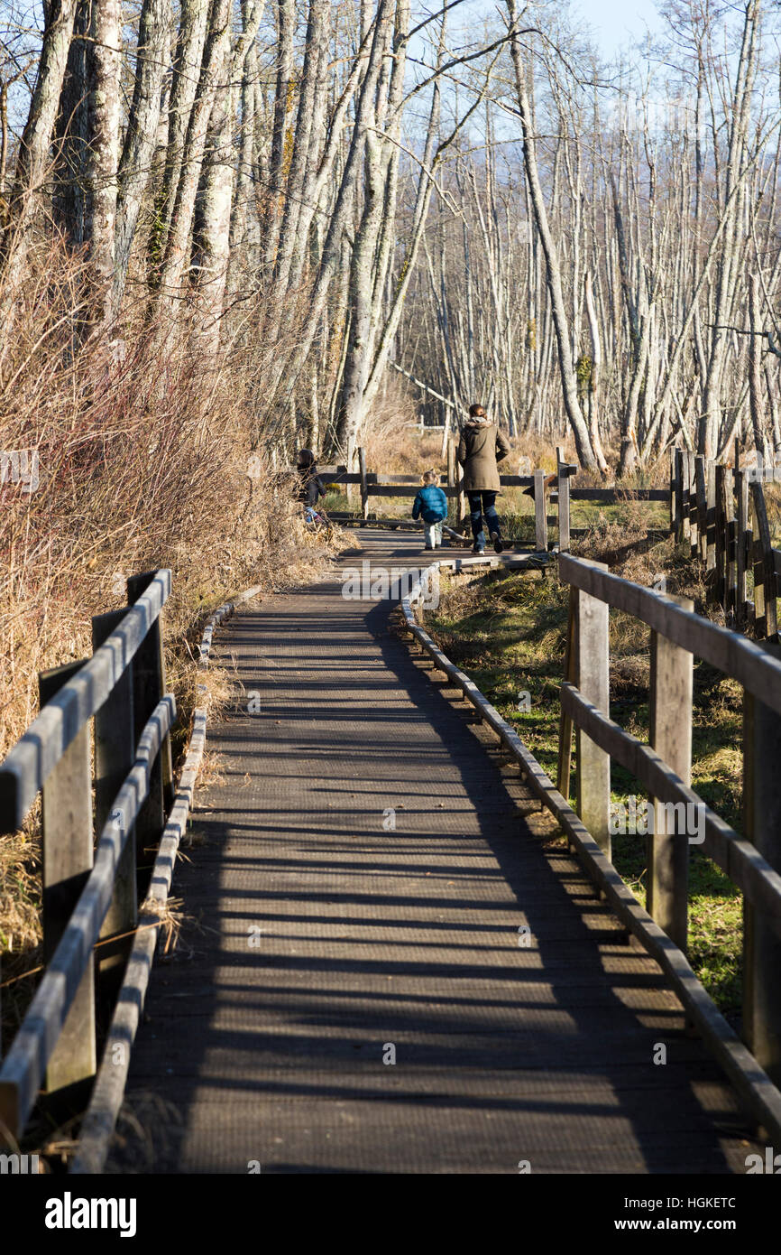La passerella / percorso / percorso a piedi / sentiero per camminare i turisti / escursionisti in Marais de Lavours Riserva Naturale Nazionale, ain, Francia Foto Stock