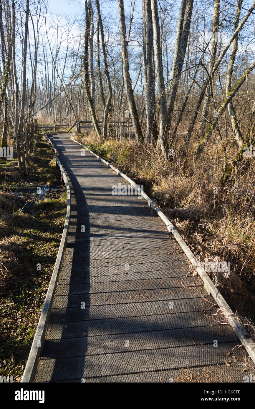 La passerella / percorso / percorso a piedi / sentiero per camminare i turisti / escursionisti in Marais de Lavours Riserva Naturale Nazionale, ain, Francia Foto Stock