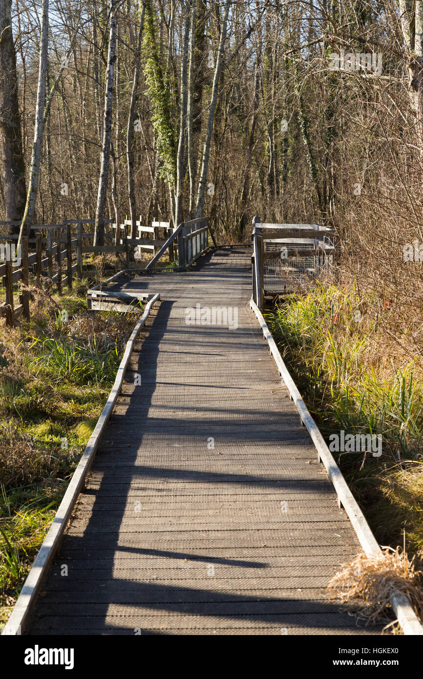 La passerella / percorso / percorso a piedi / sentiero per camminare i turisti / escursionisti in Marais de Lavours Riserva Naturale Nazionale, ain, Francia Foto Stock