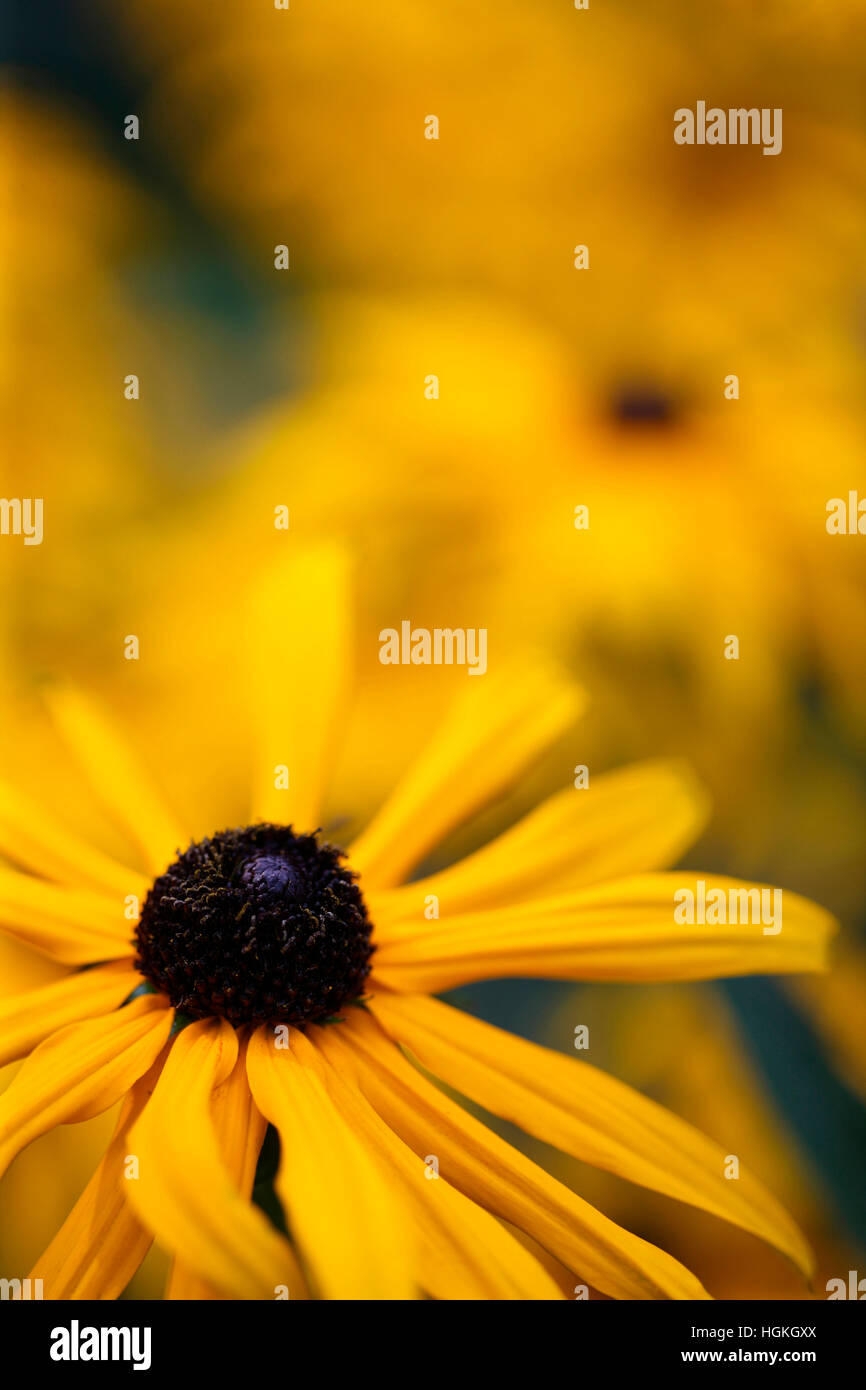 A sentire bene la visualizzazione di estate rudbeckia, coneflower o black-eyed susan Jane Ann Butler JABP Fotografia1771 Foto Stock