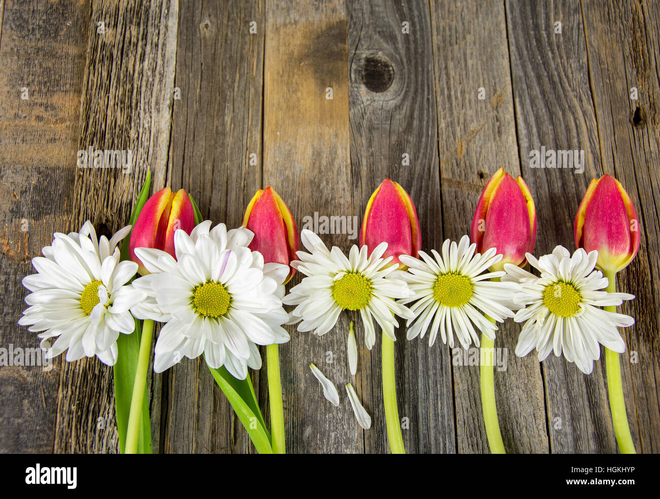 Bianche margherite e tulipani disposti in una fila sul Fienile Rustico legno Foto Stock