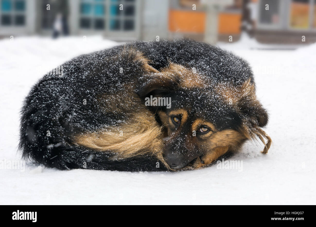 Lonely mix cane di razza il congelamento sulla strada mentre nevicava Foto Stock