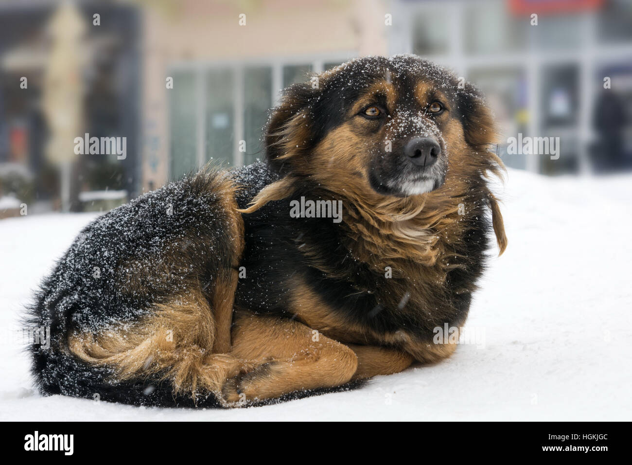 Lonely mix cane di razza il congelamento sulla strada mentre nevicava Foto Stock