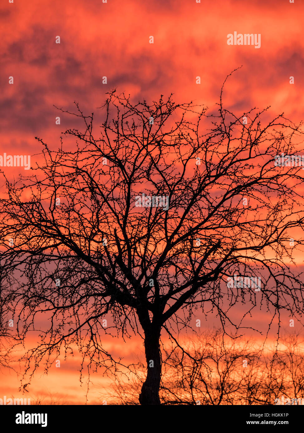 Tramonto, Stato Catalina Park, Tucson, Arizona. Foto Stock