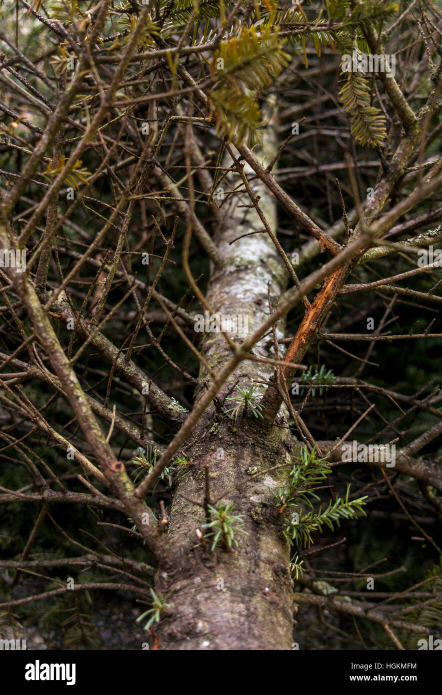 Scartare il vecchio albero di Natale. Foto Stock