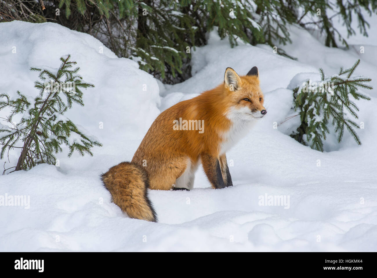 La Volpe rossa Vulpes vulpes caccia in inverno impostazione del Nord America Foto Stock