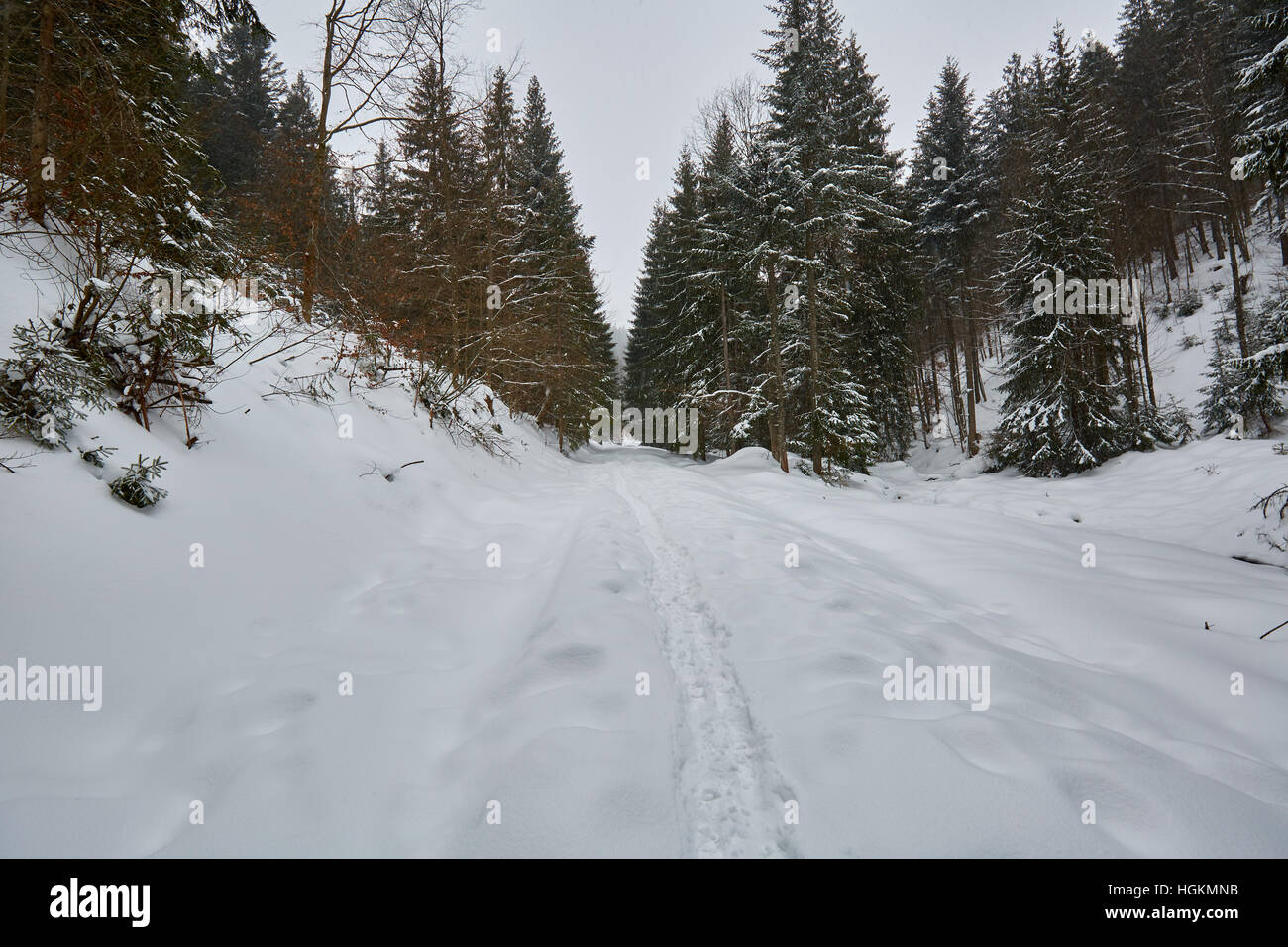 Paesaggio invernale con alberi di pino e neve Foto Stock