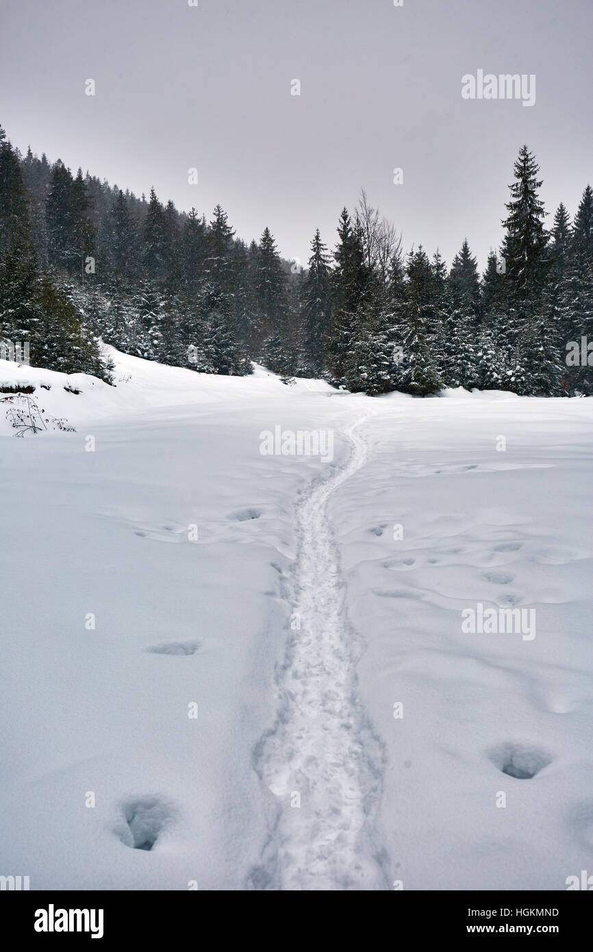 Paesaggio invernale con alberi di pino e neve Foto Stock