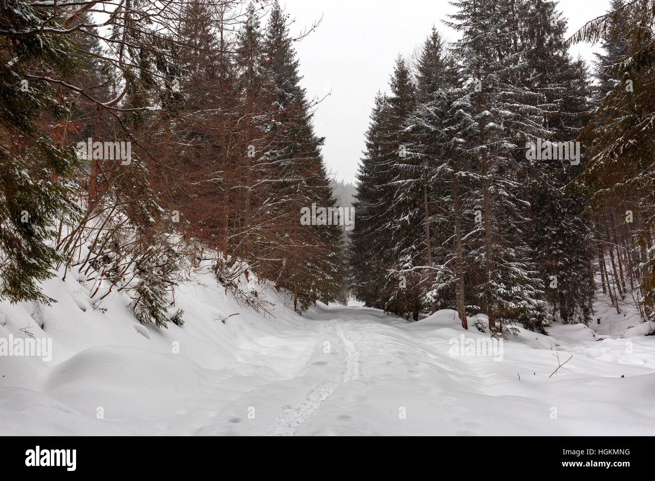 Paesaggio invernale con alberi di pino e neve Foto Stock