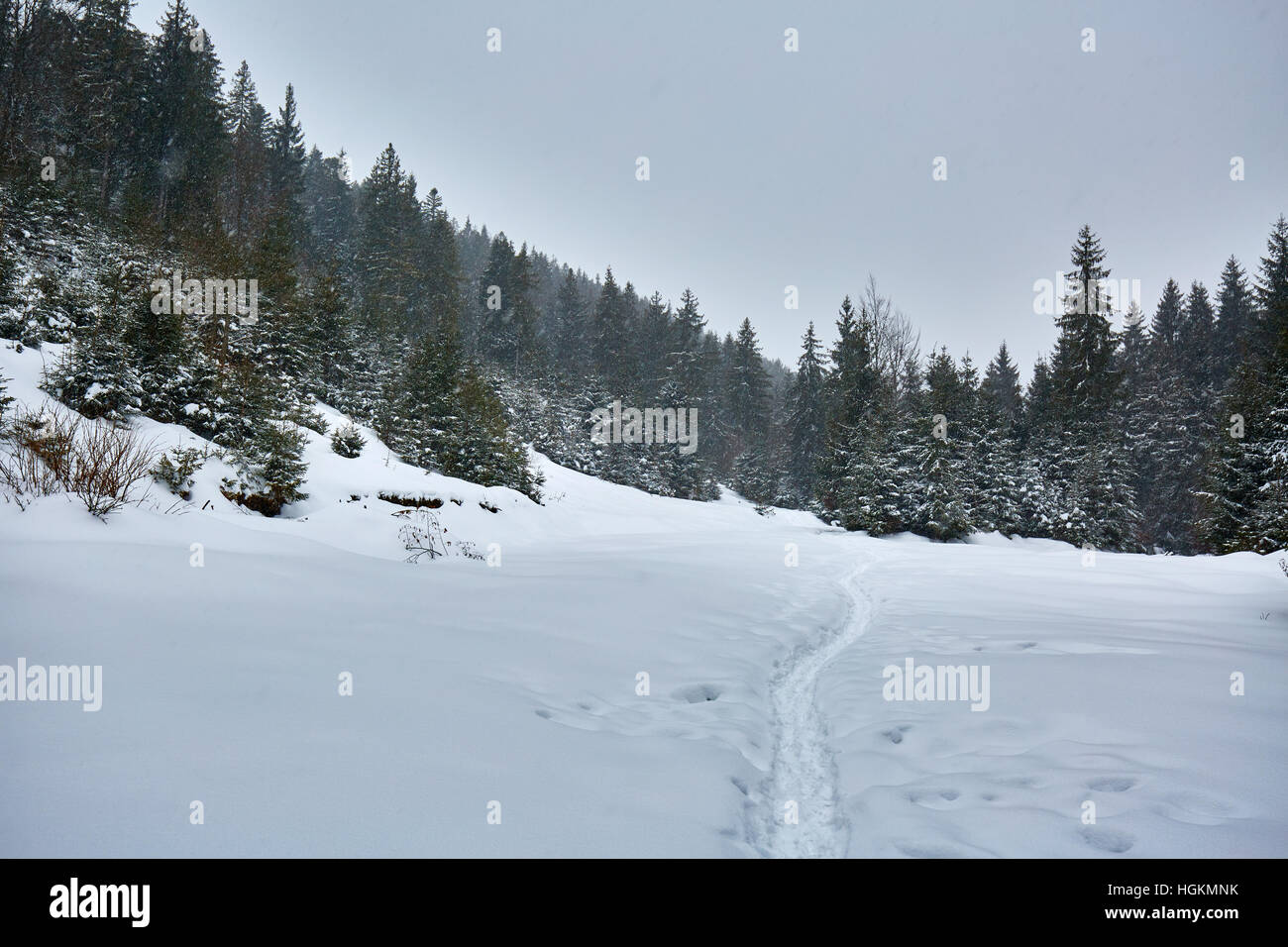 Paesaggio invernale con alberi di pino e neve Foto Stock