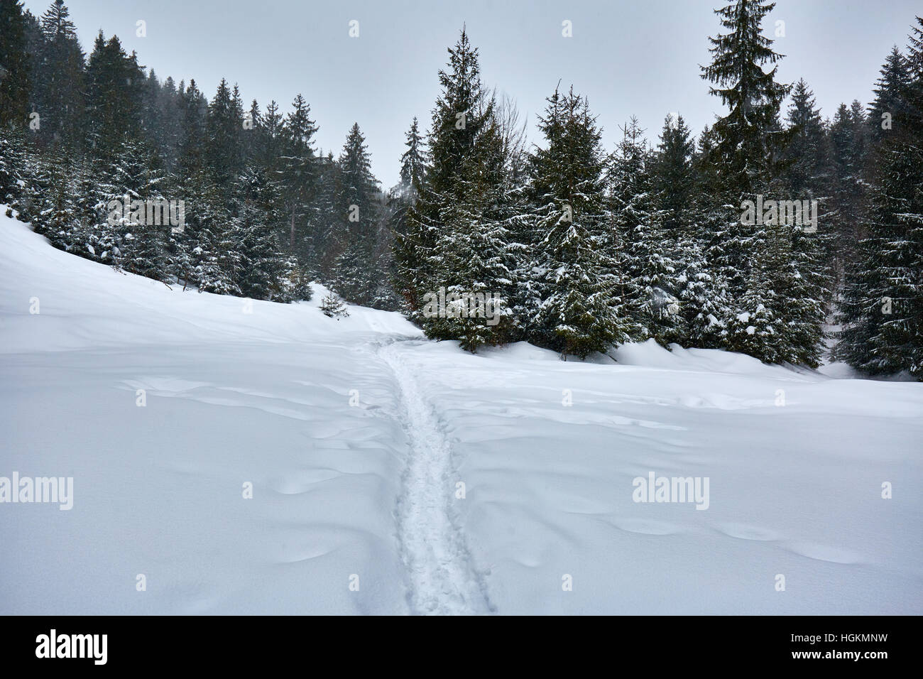 Paesaggio invernale con alberi di pino e neve Foto Stock