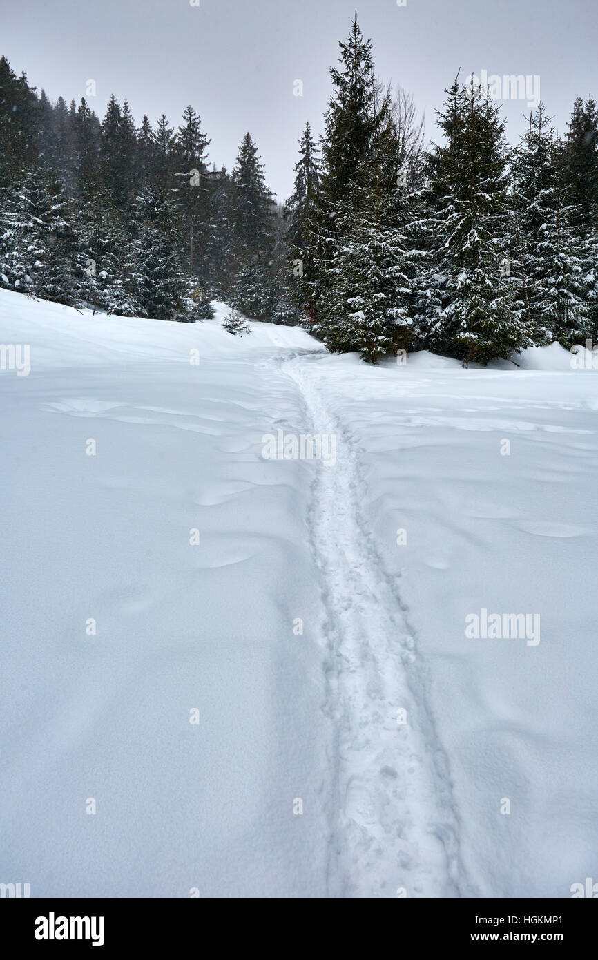 Paesaggio invernale con alberi di pino e neve Foto Stock