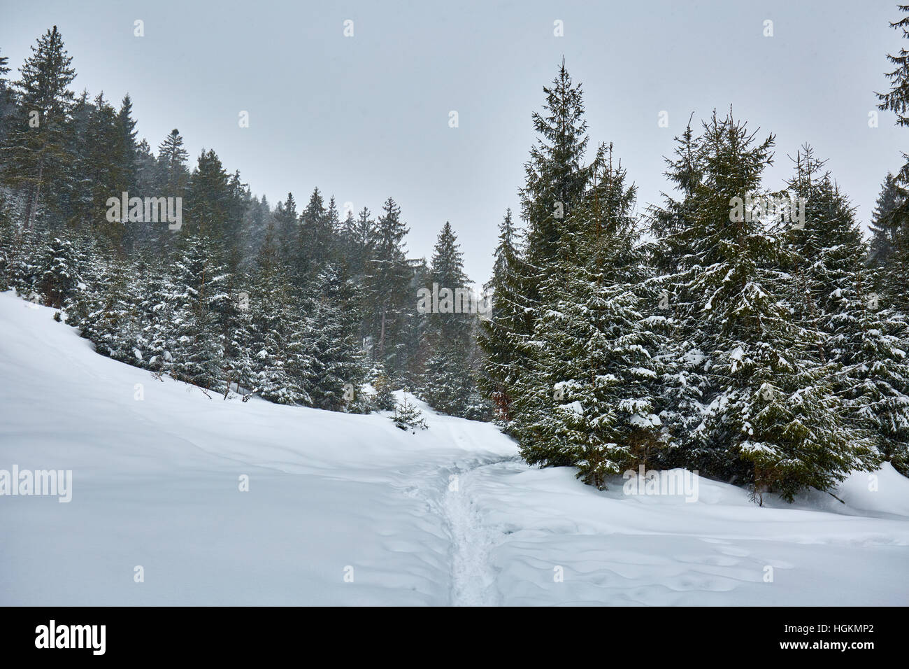 Paesaggio invernale con alberi di pino e neve Foto Stock