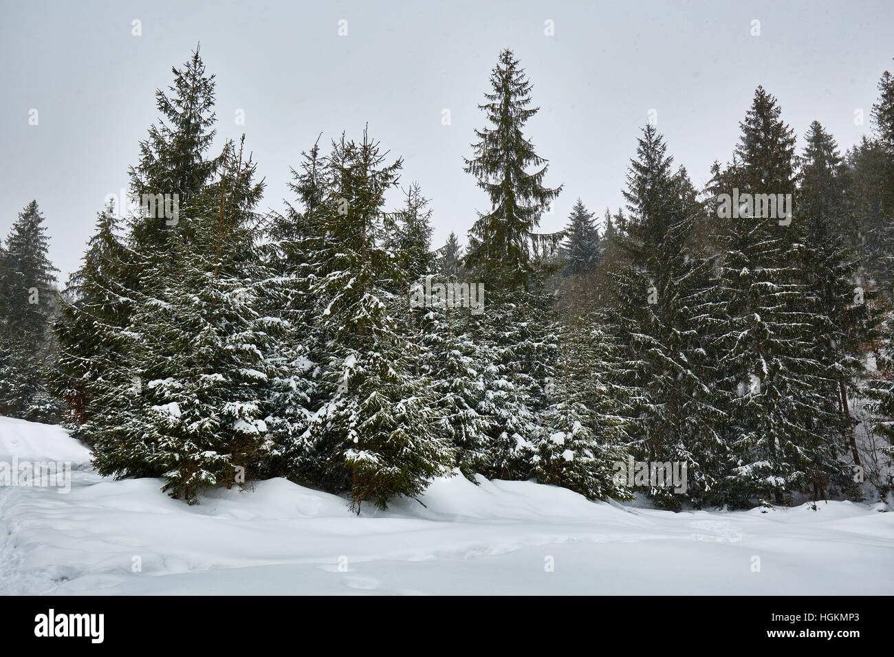 Paesaggio invernale con alberi di pino e neve Foto Stock