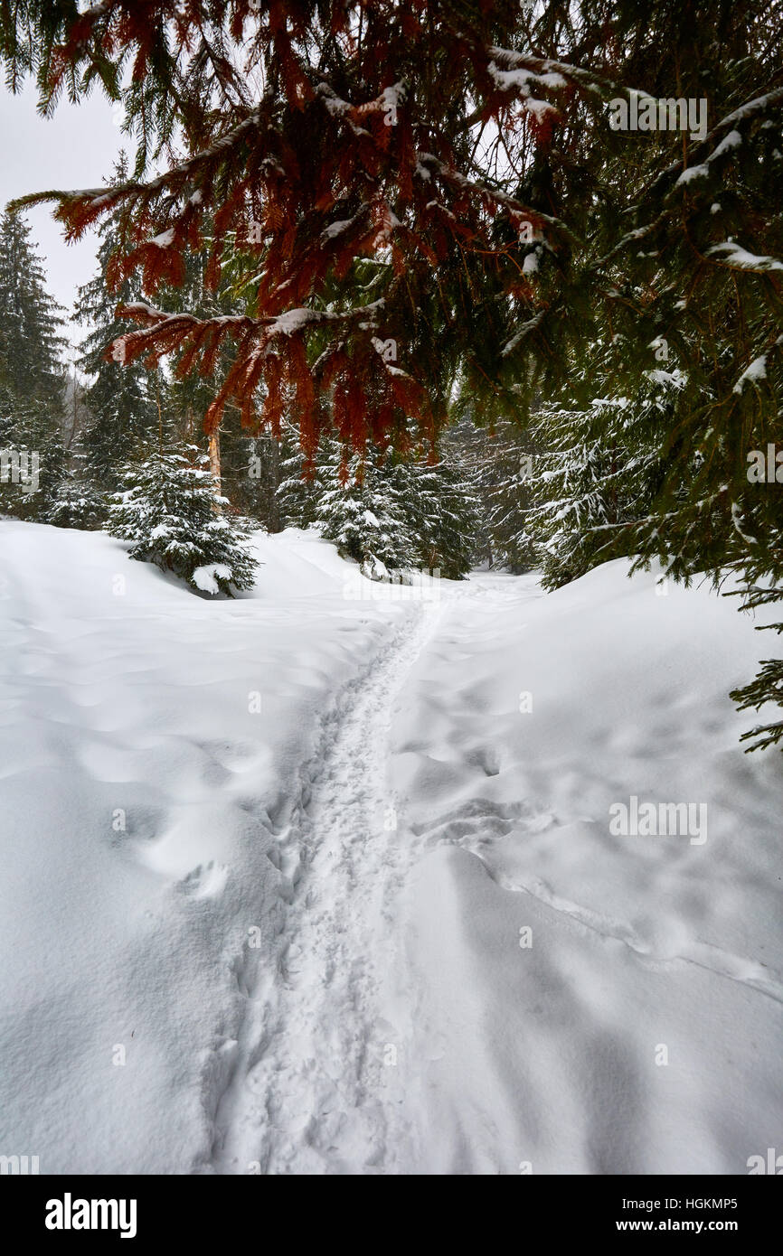Paesaggio invernale con alberi di pino e neve Foto Stock