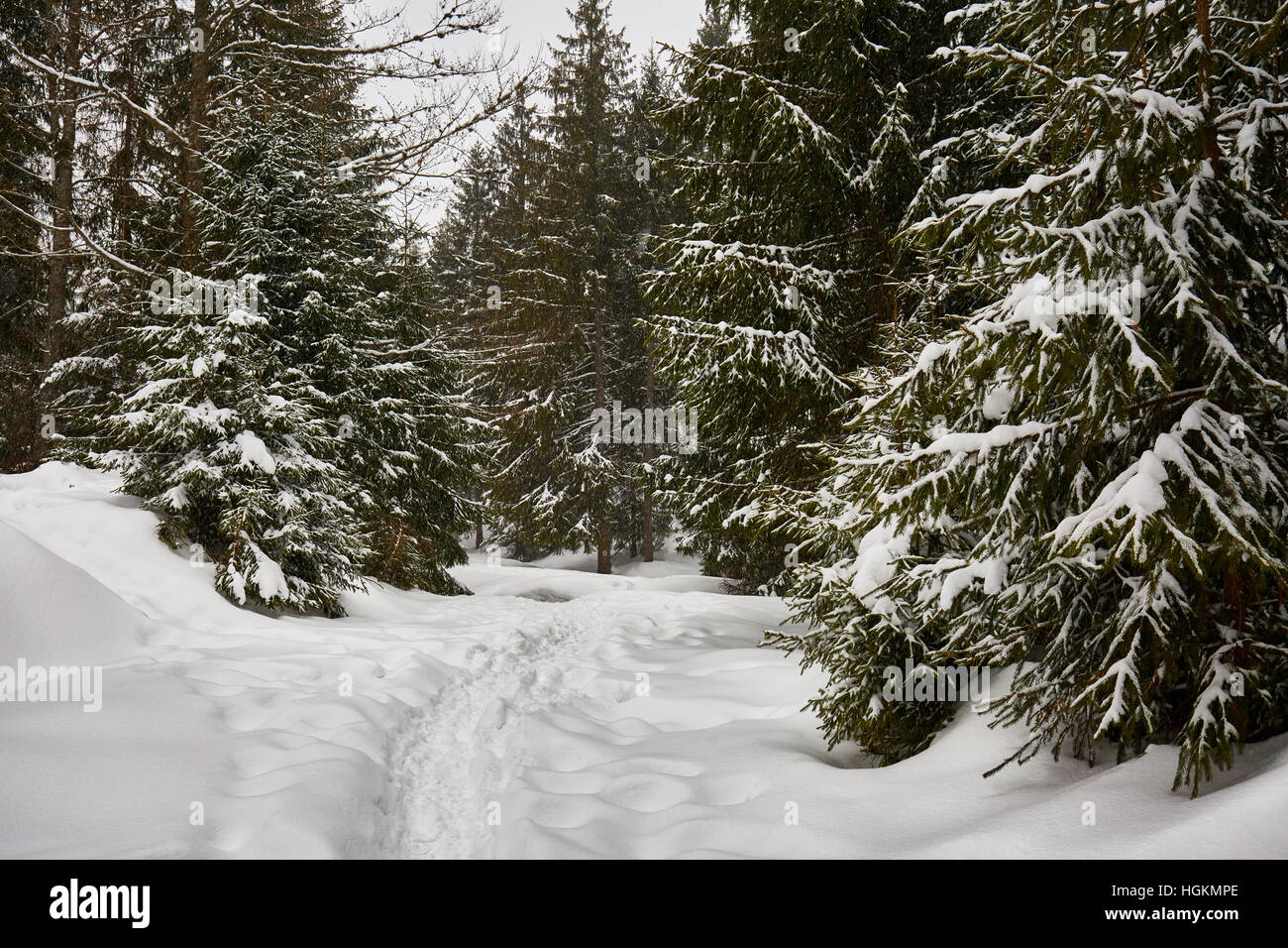 Paesaggio invernale con alberi di pino e neve Foto Stock