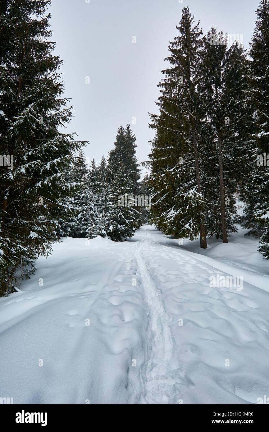 Paesaggio invernale con alberi di pino e neve Foto Stock