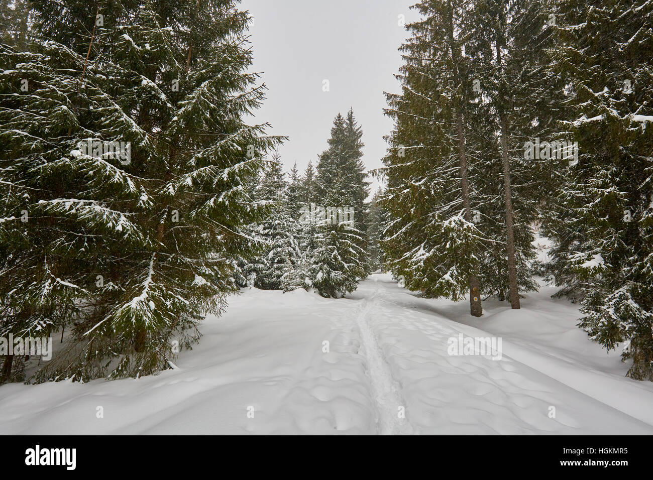Paesaggio invernale con alberi di pino e neve Foto Stock
