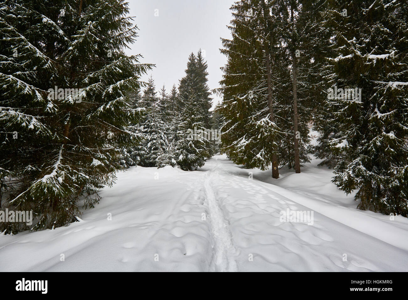 Paesaggio invernale con alberi di pino e neve Foto Stock