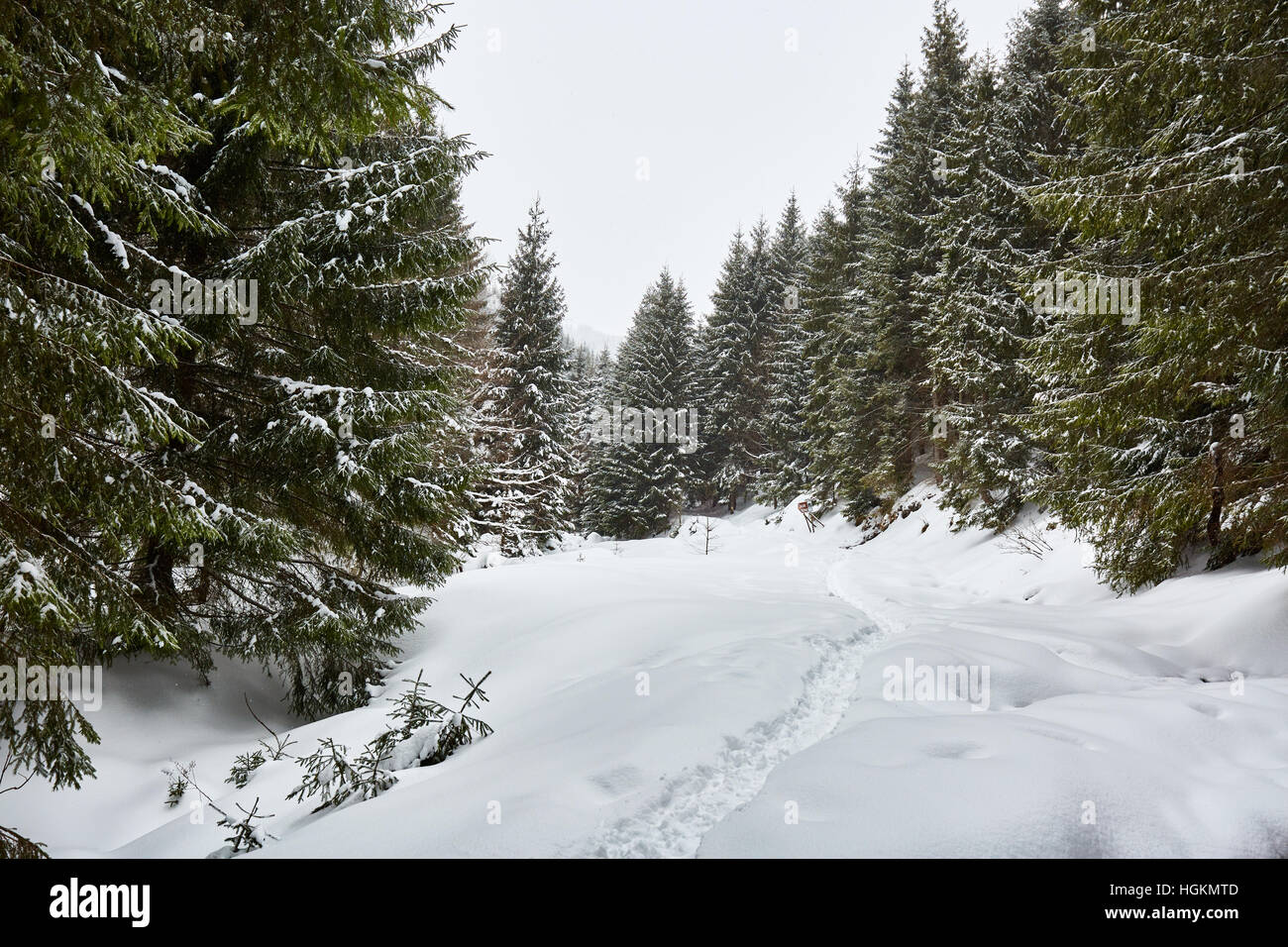 Paesaggio invernale con alberi di pino e neve Foto Stock
