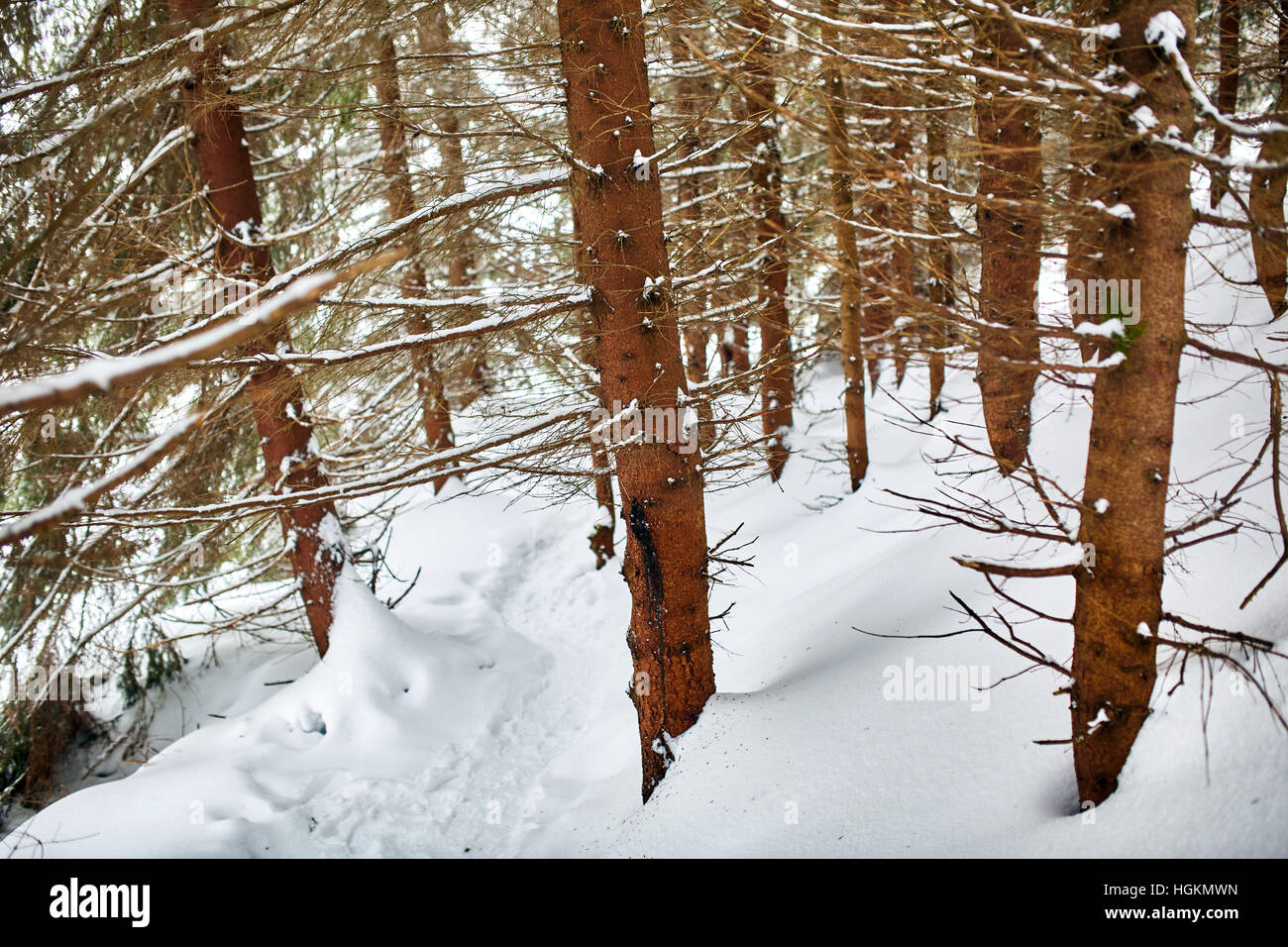 Paesaggio invernale con alberi di pino e neve Foto Stock