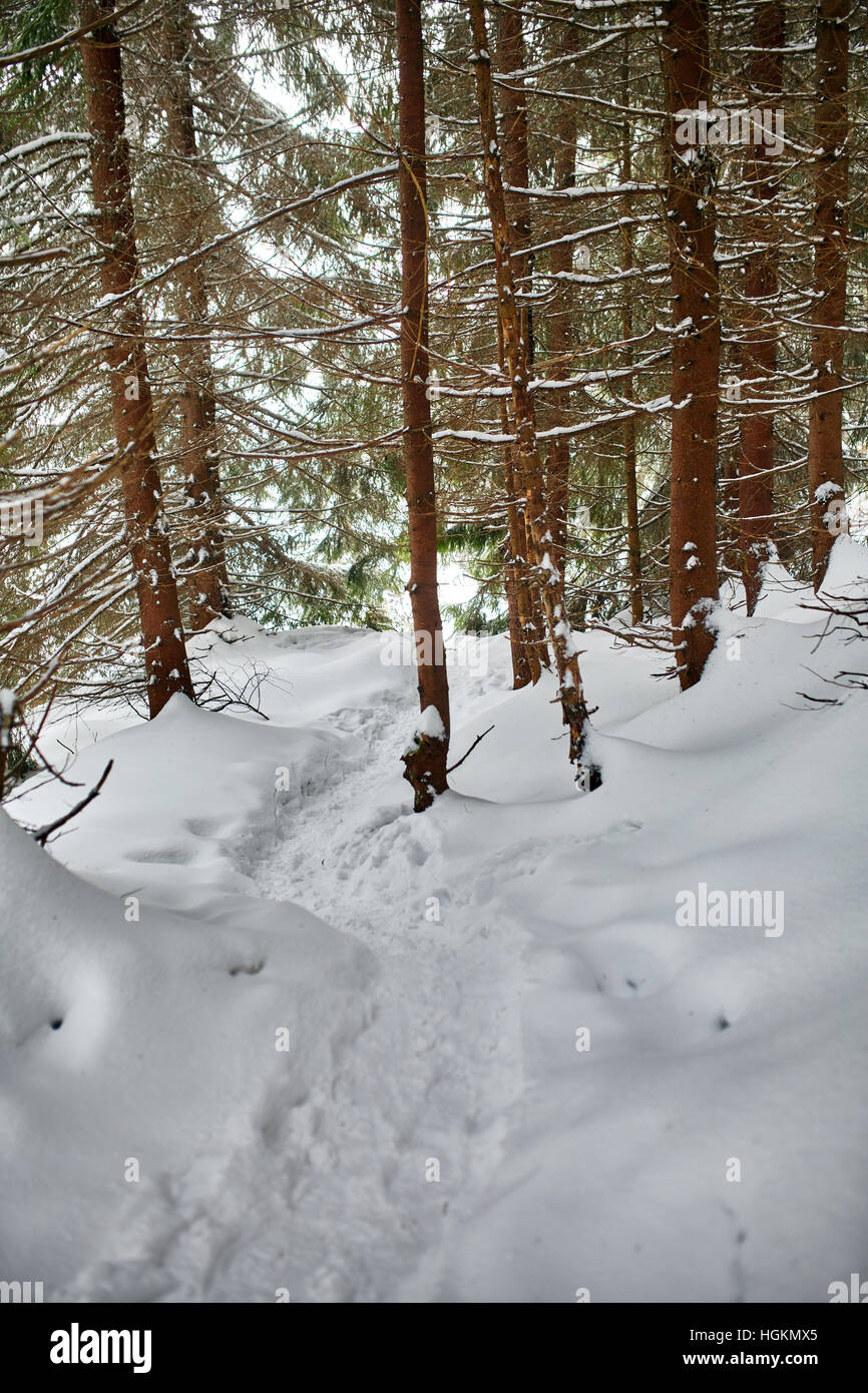 Paesaggio invernale con alberi di pino e neve Foto Stock