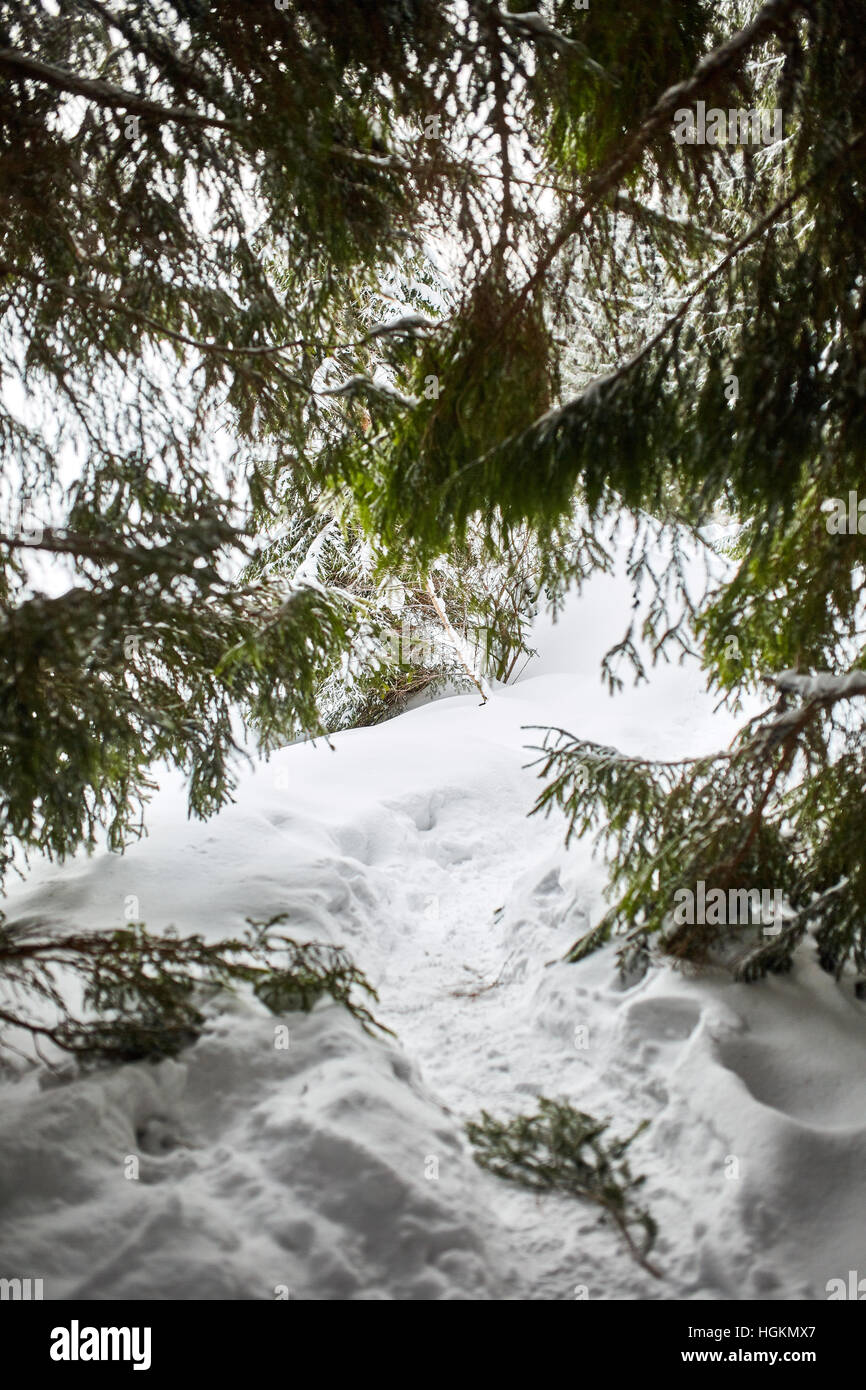 Paesaggio invernale con alberi di pino e neve Foto Stock
