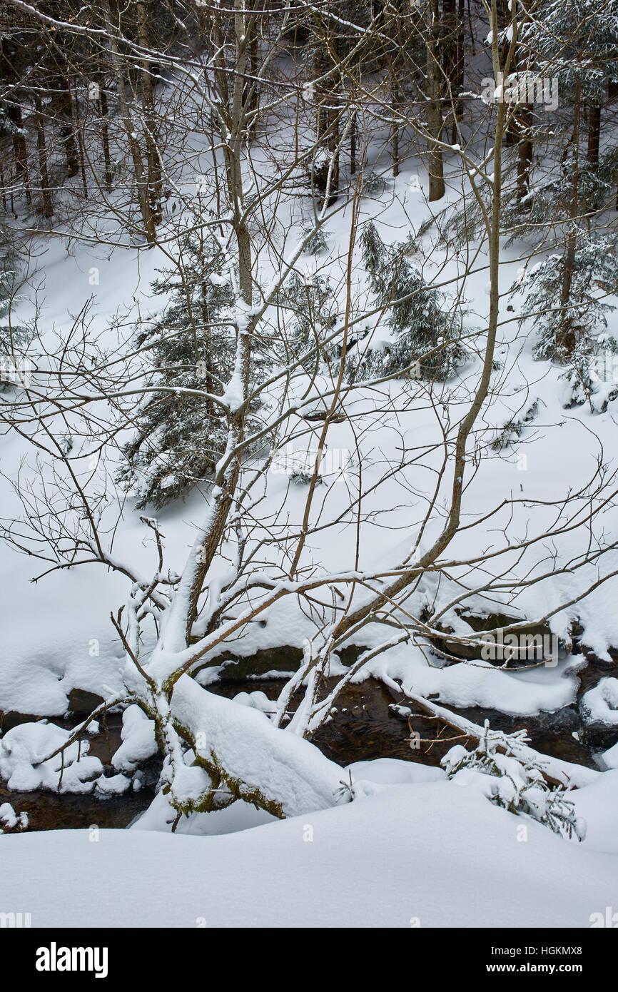 Paesaggio invernale con alberi di pino e neve Foto Stock