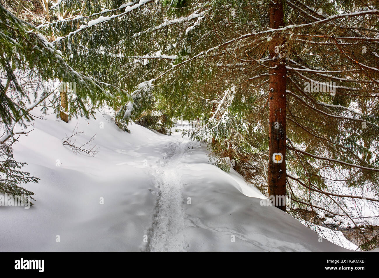 Paesaggio invernale con alberi di pino e neve Foto Stock