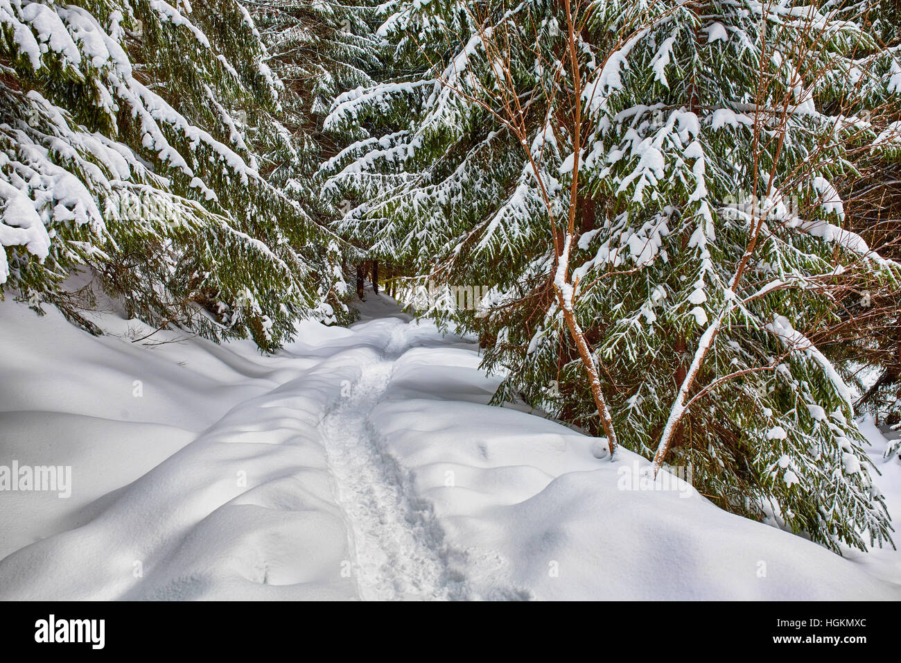 Paesaggio invernale con alberi di pino e neve Foto Stock