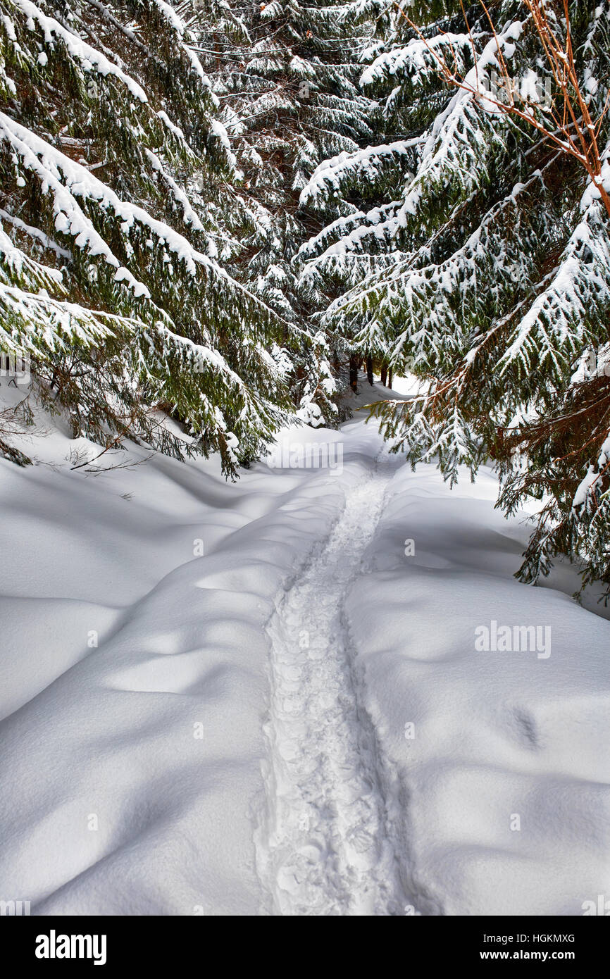 Paesaggio invernale con alberi di pino e neve Foto Stock