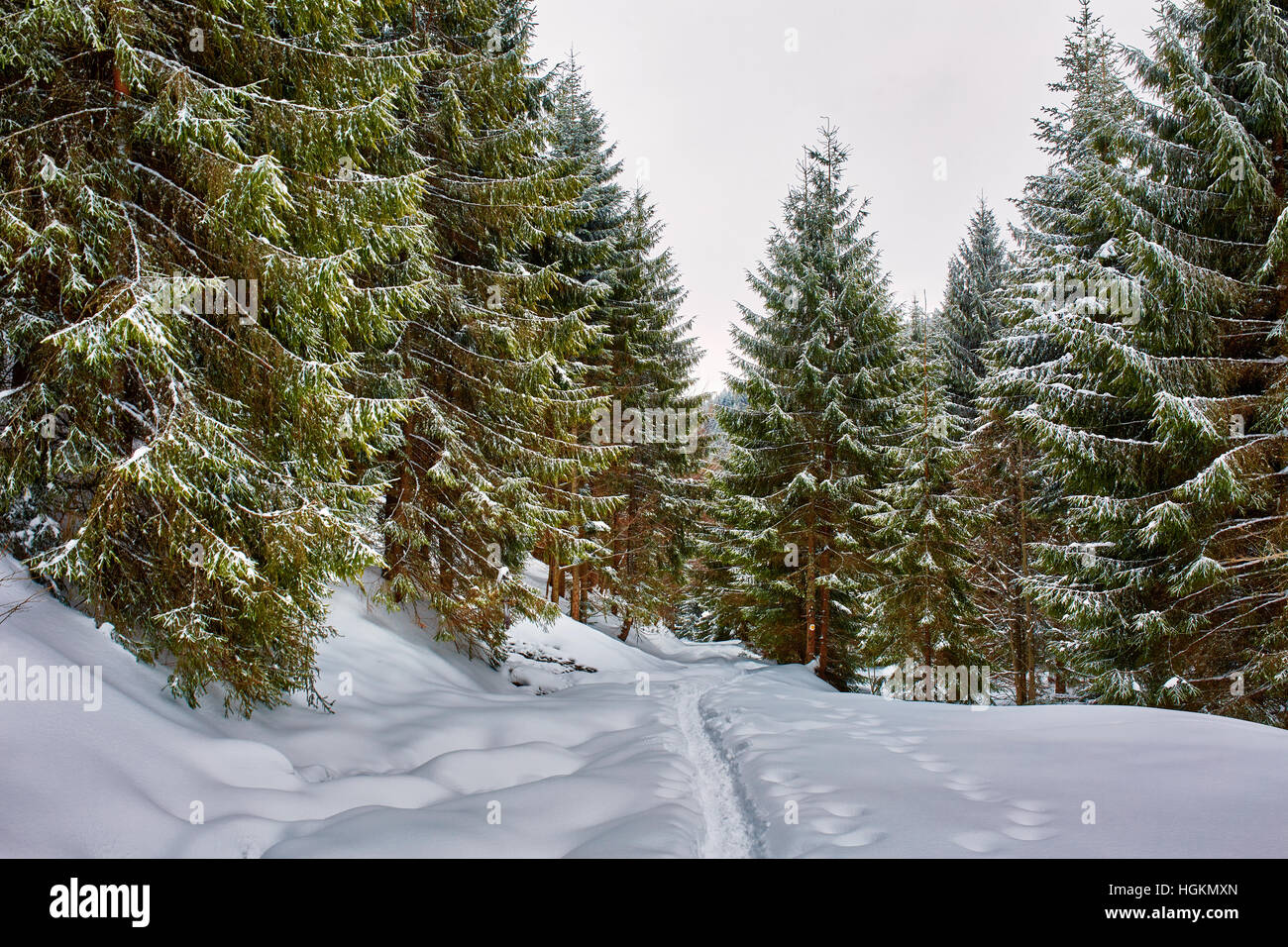 Paesaggio invernale con alberi di pino e neve Foto Stock