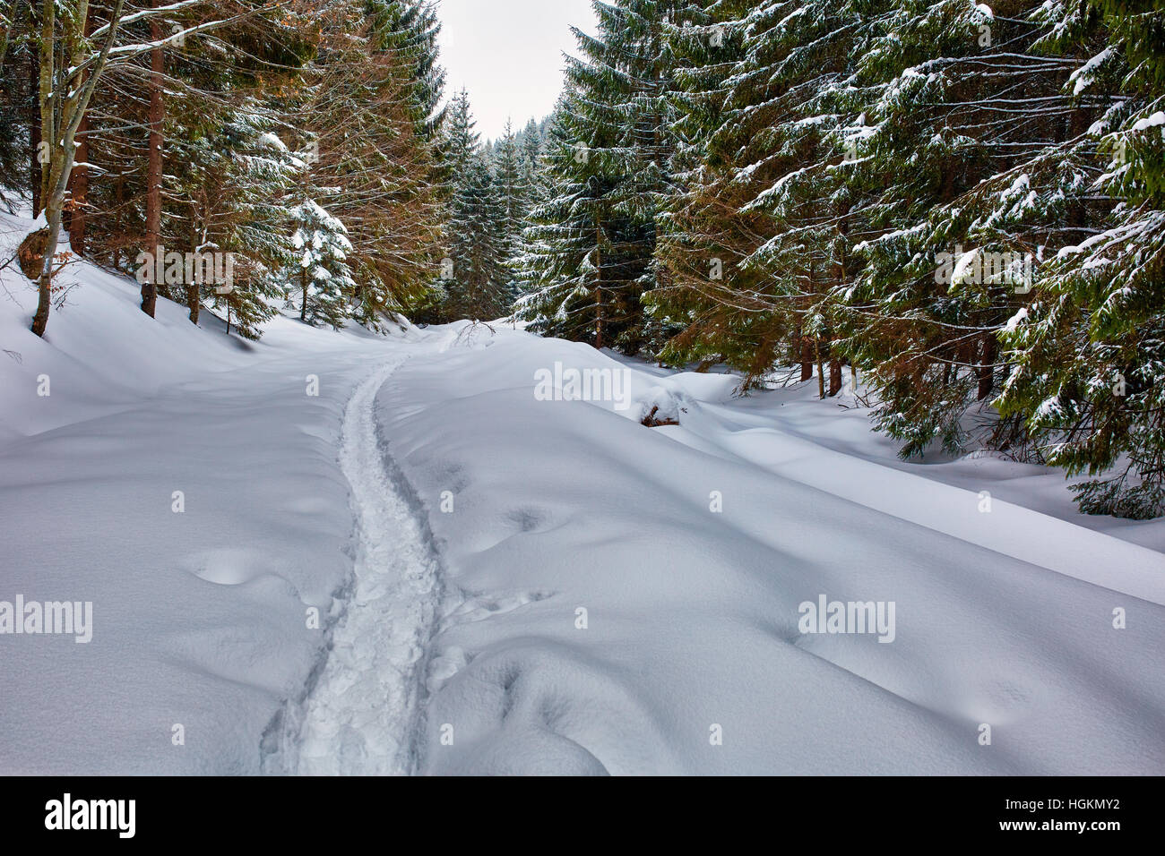 Paesaggio invernale con alberi di pino e neve Foto Stock