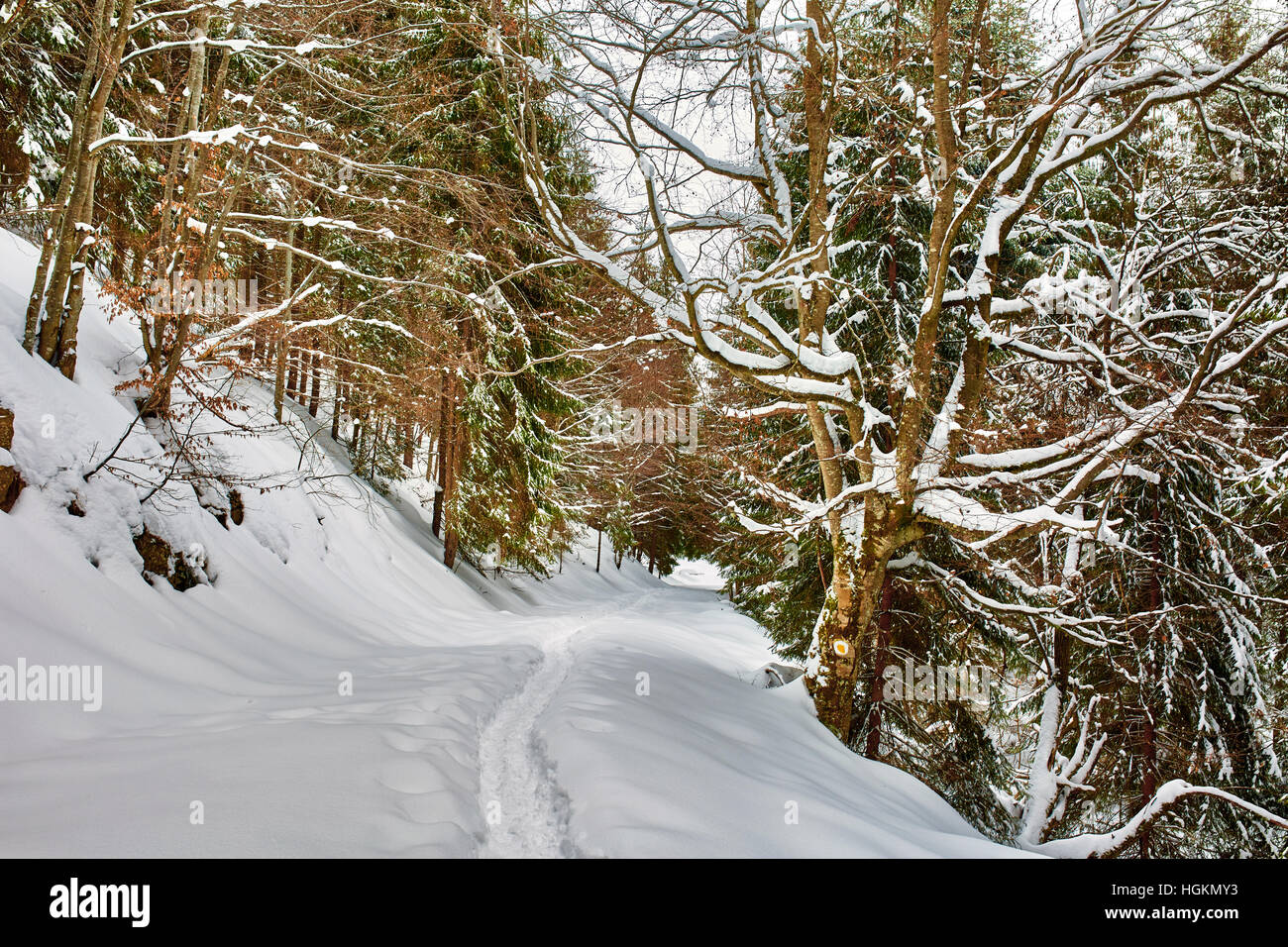 Paesaggio invernale con alberi di pino e neve Foto Stock