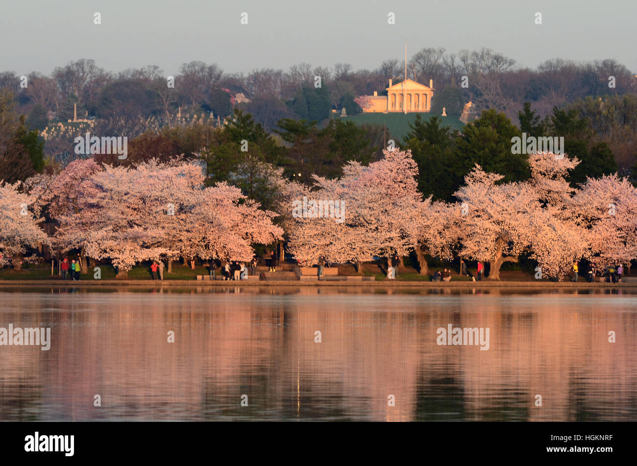 Gli alberi di ciliegio in fiore con il bacino di marea in Washington, DC. Custis Lee Mansion, il Cimitero Nazionale di Arlington sono in background. Foto Stock