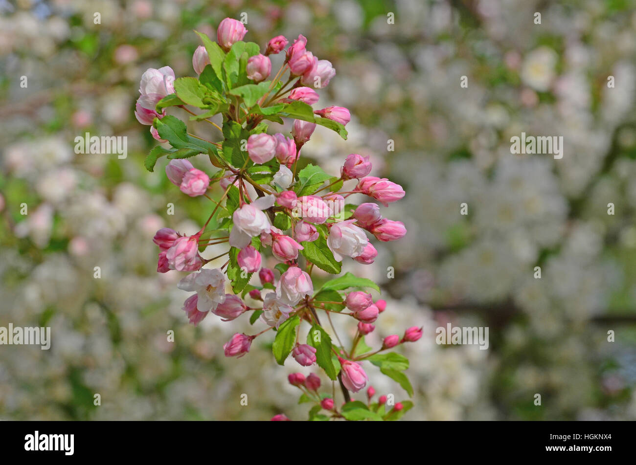 Un rametto di crab apple (malus) blossoms appartiene a una piccola decidue albero in fiore che sono portatori di un inizio di primavera. Foto Stock