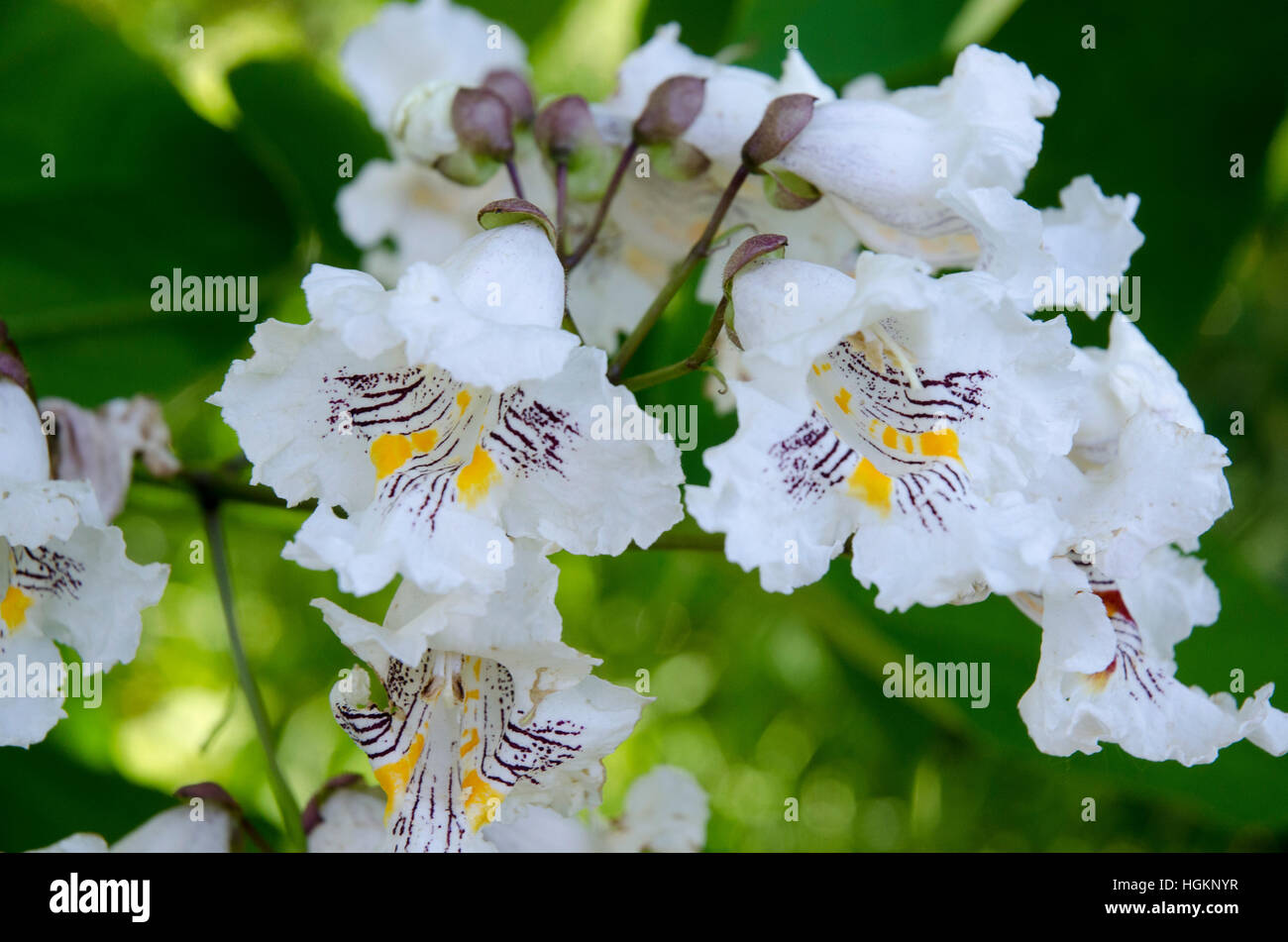 Albero di Catalpa bloom ha petali di colore bianco con porpora e giallo marcature. Foto Stock