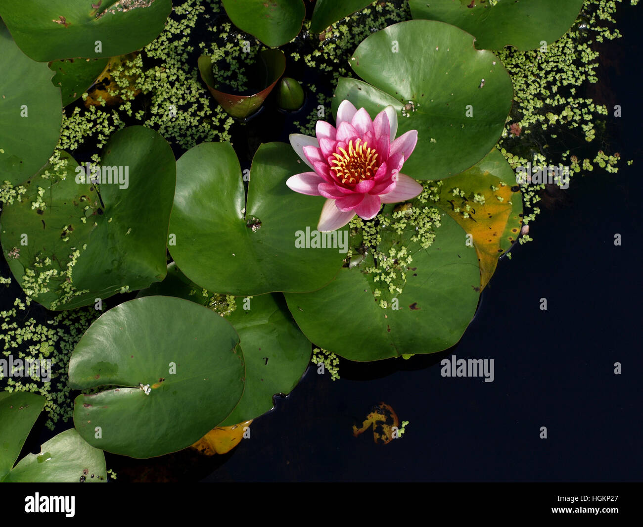 Acqua di rosa giglio con foglie verdi a Kenilworth Park e Giardini acquatici in Washington, DC Foto Stock