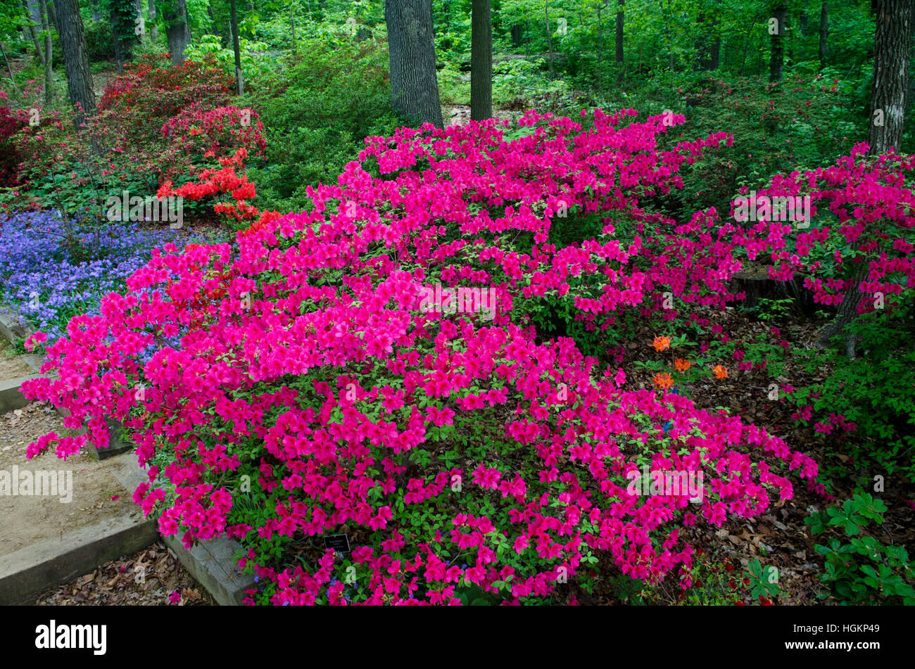 Azalee e altri ombra amare piante fioriscono profusamente nella National Arboretum Azalea collezione. Foto Stock
