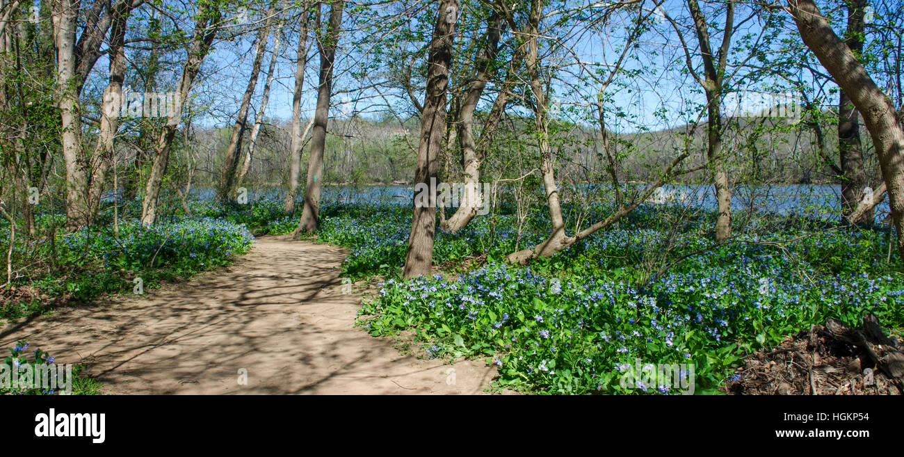 Una massa piantagione di Virginia bluebells grazia un sentiero di bosco. Foto Stock