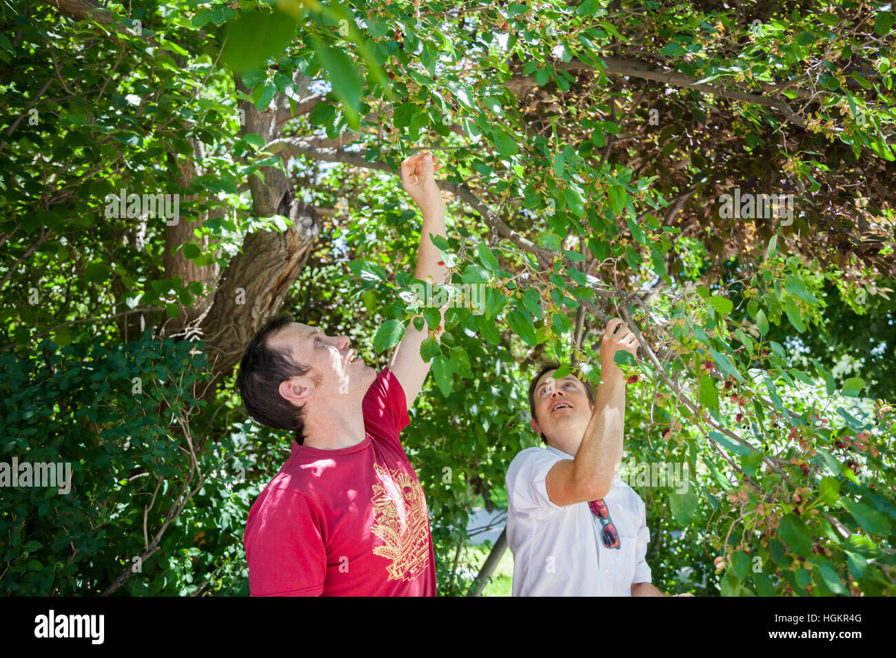 Caleb Phillips (sinistra) e Jeff Wanner, del foraggio organizzazione frutta caduta, pick gelsi (Morus sp.) di Boulder, in Colorado. Foto Stock