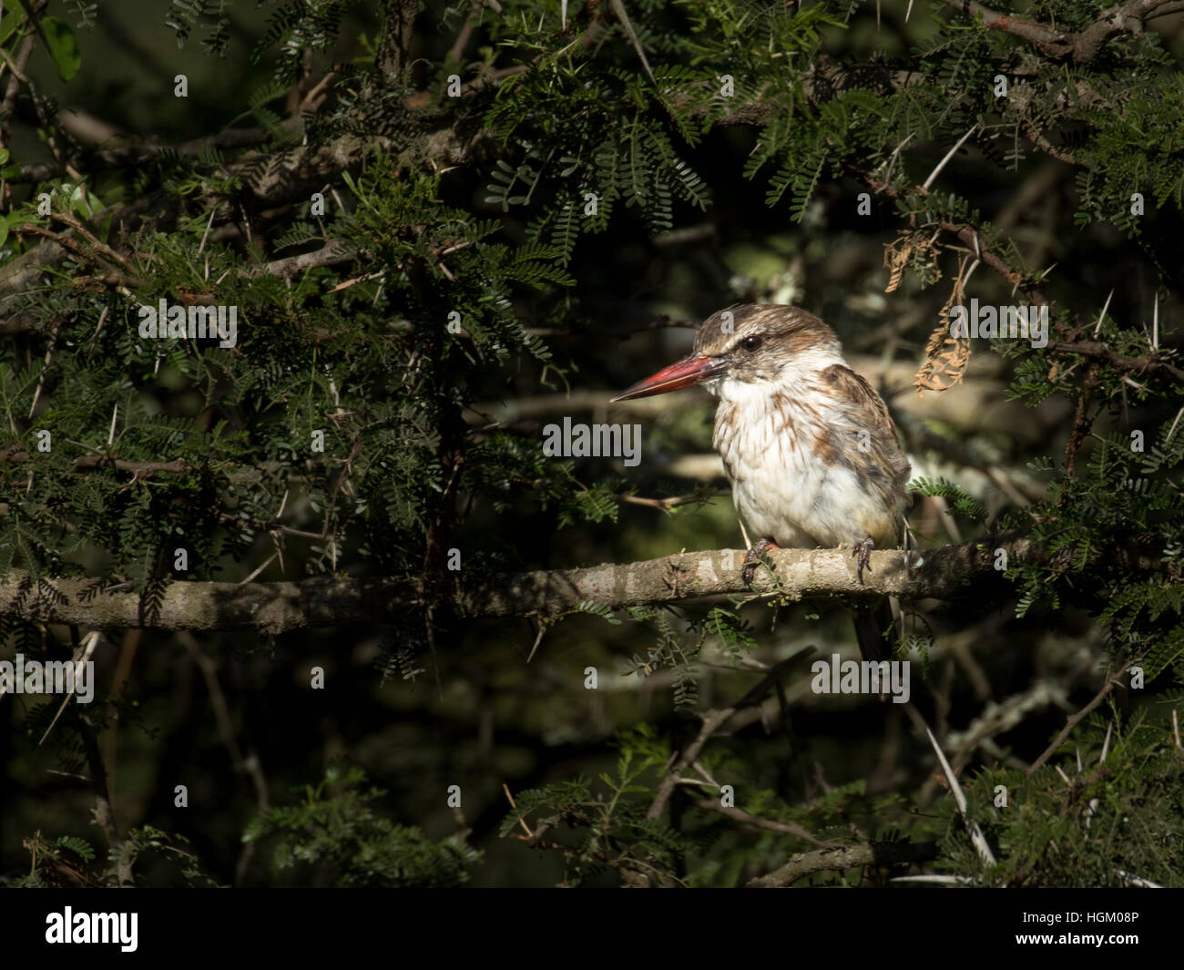 Il marrone picchio incappucciato su un ramo di un albero in Sud Africa Foto Stock