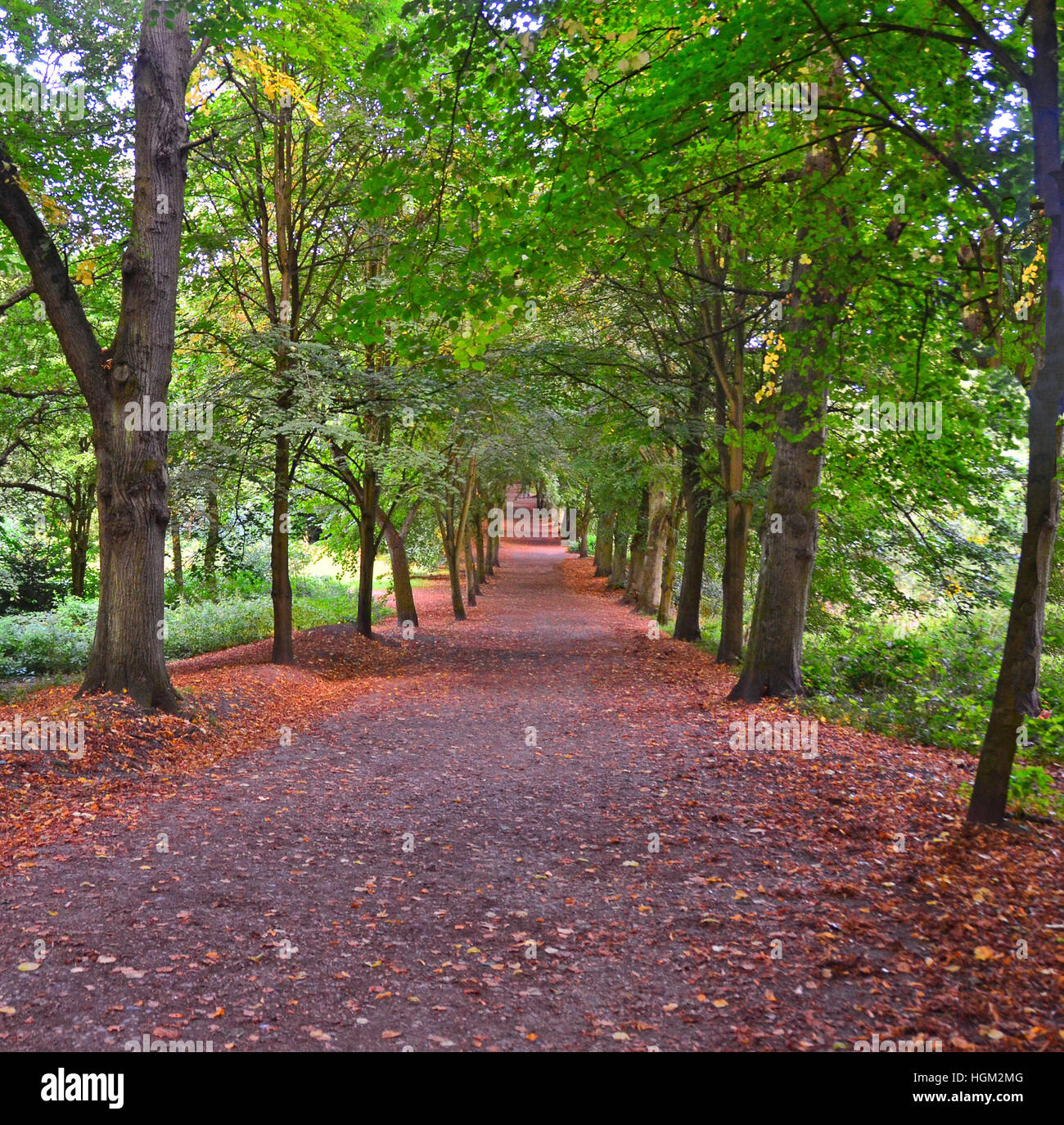 Percorso boschivo in Hampstead Heath, London REGNO UNITO Foto Stock