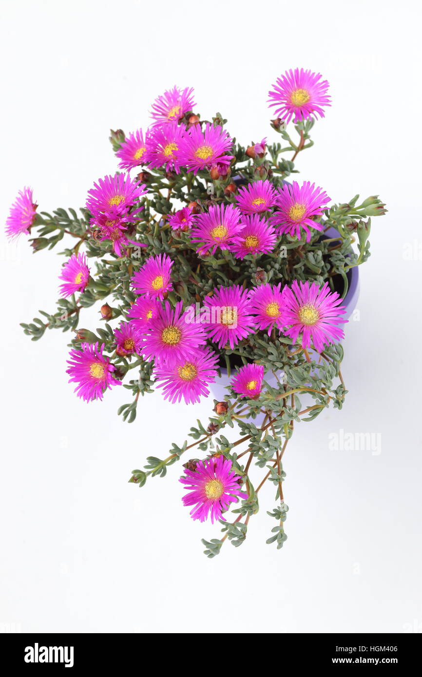 Mesembryanthemum Mirtillo Rumble o noto come Lampranthus mirtillo contro uno sfondo bianco Foto Stock